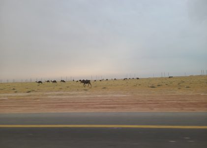 サウジアラビアの砂漠